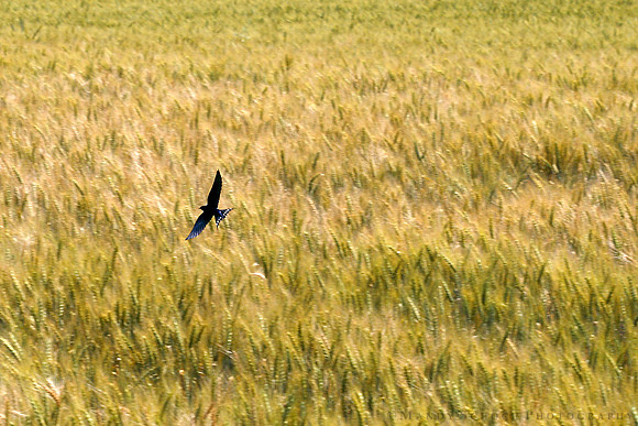 Barn Swallow In Wheat Field