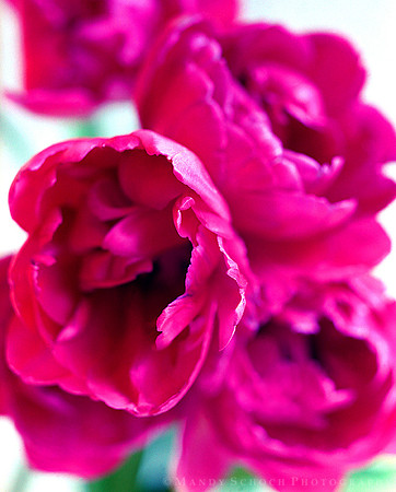 Tulip Bouquet