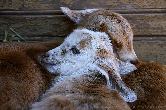 Two Newborn Goats
