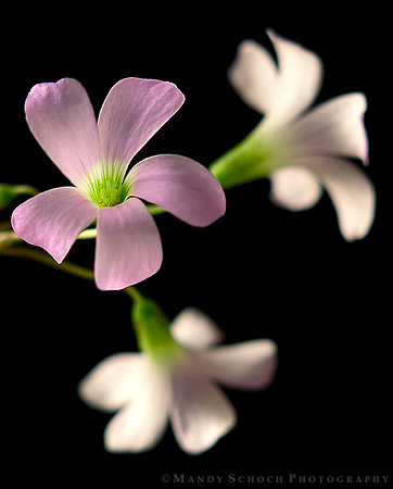 Purple Oxalis In Bloom