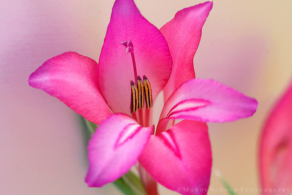 Wild Gladiolus